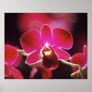 Maleisië, Orchid Poster