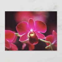 Maleisië, Orchidee