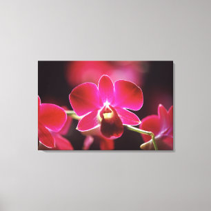 Maleisië, Orchidee Canvas Afdruk