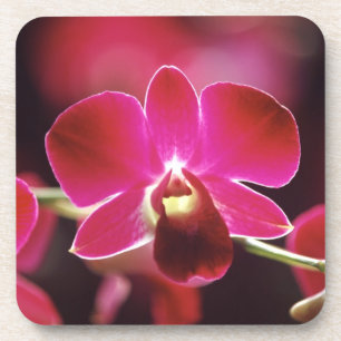 Maleisië, Orchidee Onderzetter