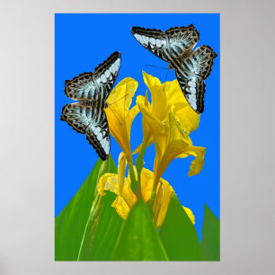 Maleisische blauwe klipper vlinders op Canna Poste Poster
