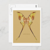 Maleisische Moon Moth Briefkaart (Voorkant / Achterkant)