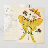 Maleisische Moon Moth & China Pink Briefkaart (Voorkant / Achterkant)