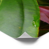 Maleisische orchidee poster (Hoek)