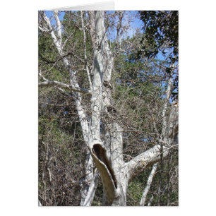 Malibu Creek Tree