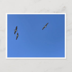 Malibu Vogels in Vlucht – Natuurfotografie Briefkaart