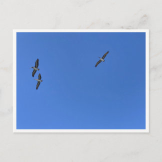 Malibu Vogels in Vlucht – Natuurfotografie Briefkaart
