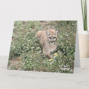 Malice is een mooie Kaart