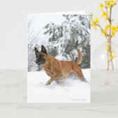 Malinois belge en carte de voeux de neige (Fleur jaune)