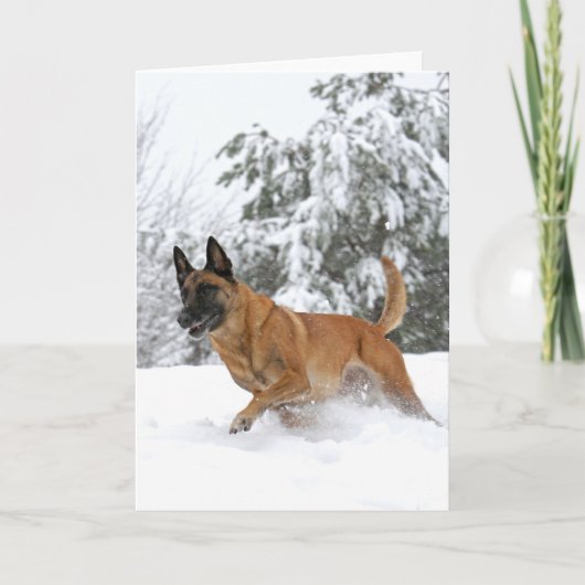 Malinois belge en neige carte de voeux (Devant)