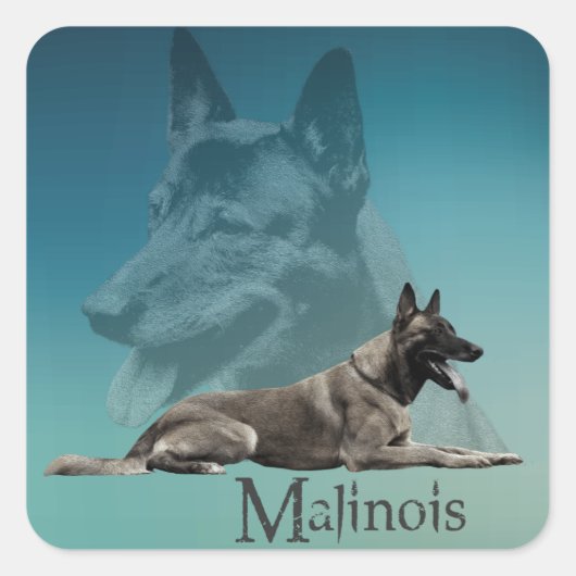 Malinois - Belgische herder - Mechelaar - Maligato Vierkante Sticker (Voorkant)