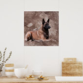 Malinois Belgische herder - Mechelaar Poster (Keuken)
