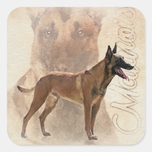 Malinois - Belgische herder - Mechelaar Vierkante Sticker (Voorkant)