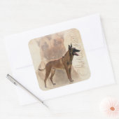 Malinois - Belgische herder - Mechelaar Vierkante Sticker (Envelop)