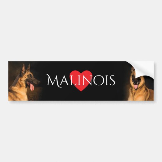 Malinois Bumpersticker (Voorkant)
