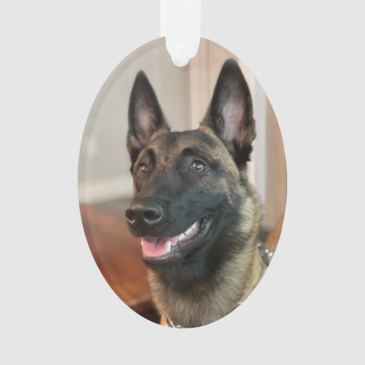 Malinois Dog Ornament (voorkant)