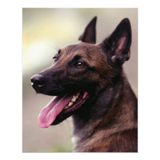 Malinois duitse herdershond portret hond jiggen foto afdruk