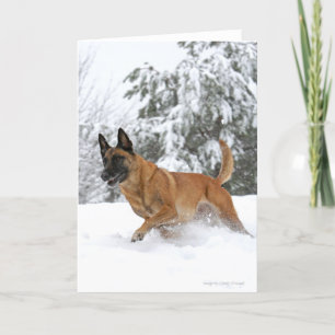 Malinois in het Wenskaart van Snow Kaart