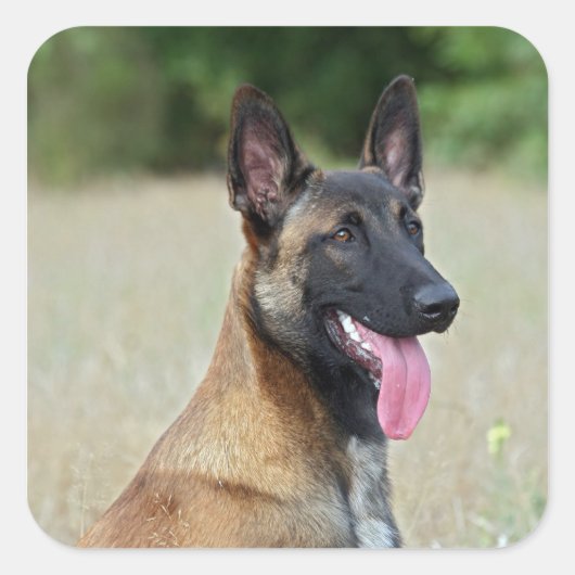 malinois vierkante sticker (Voorkant)