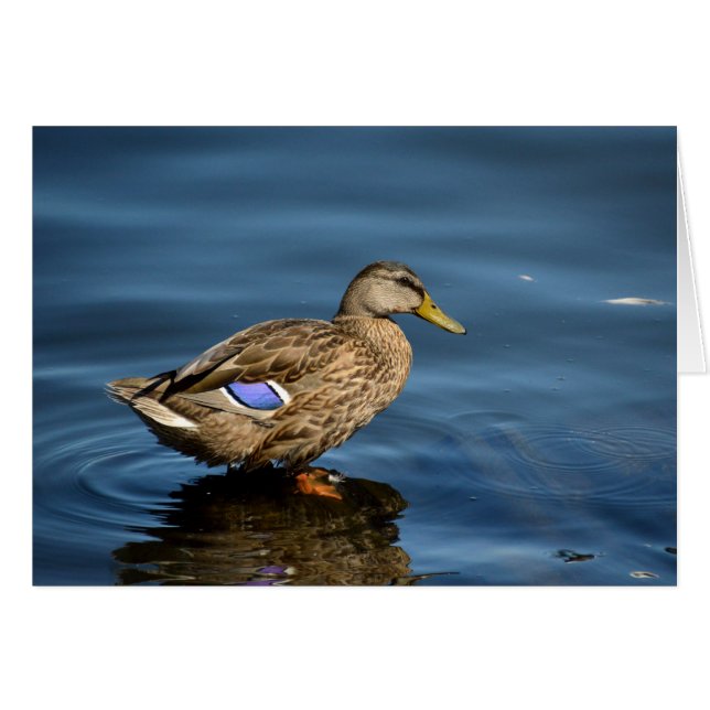 Mallard (Voorkant Horizontaal)