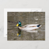 Mallard Briefkaart (Voorkant / Achterkant)