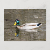 Mallard Briefkaart (Voorkant)