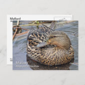 Mallard Briefkaart (Voorkant / Achterkant)