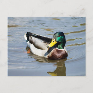Mallard Briefkaart