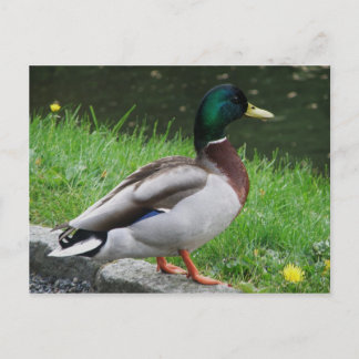 Mallard - briefkaart van vogels
