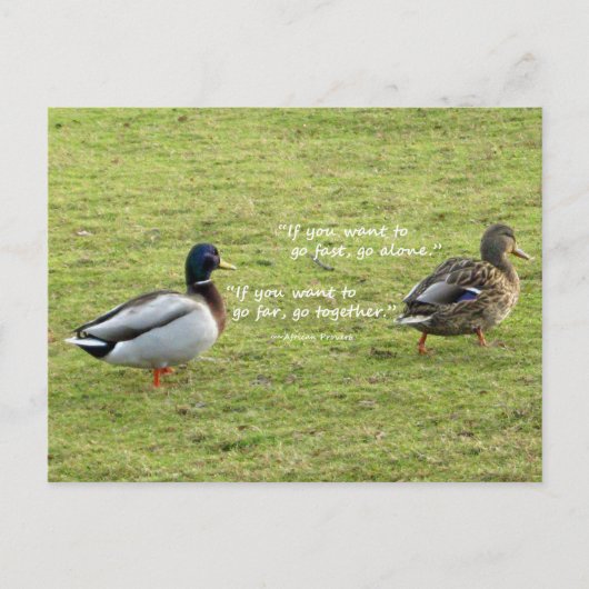 Mallard Canards avec carte postale Proverbe Africa (Devant)