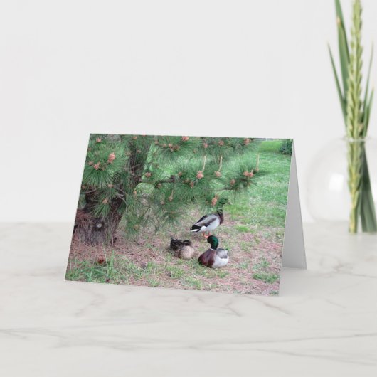 Mallard Canards & Pins Carte d'anniversaire avec B (Devant)