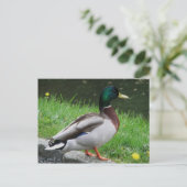 Mallard - Carte postale Oiseau (Debout devant)