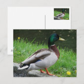 Mallard - Carte postale Oiseau (Devant / Derrière)