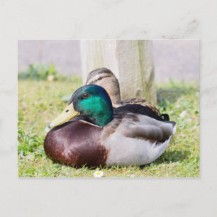 Mallard Couple Briefkaart