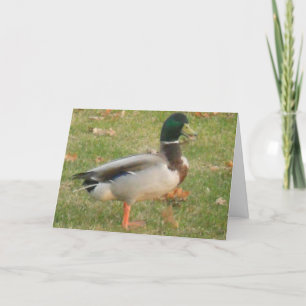 "Mallard de quartier #2" Carte de remerciements