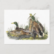 Mallard door Audubon