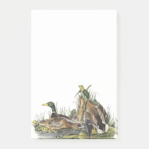 Mallard door Audubon Post-it® Notes