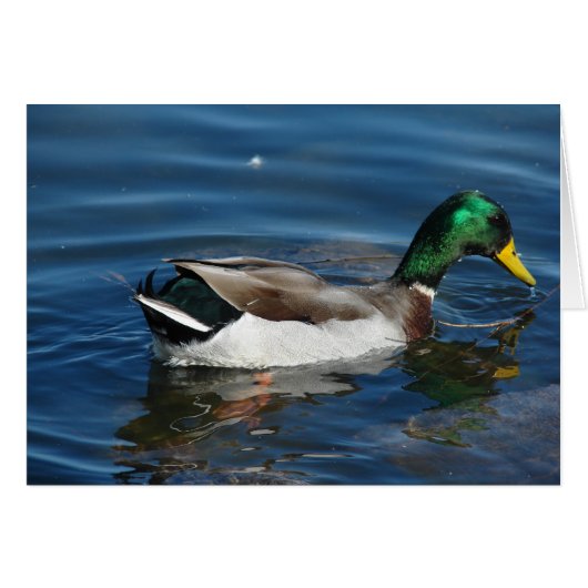 Mallard Drake (Devant horizontal)