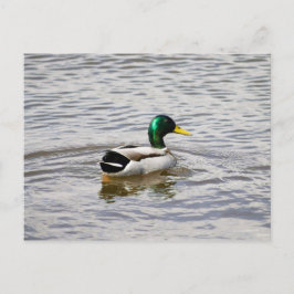 Mallard Drake Briefkaart