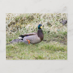 Mallard Drake Briefkaart