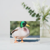 Mallard Drake Briefkaart (Staand voorkant)
