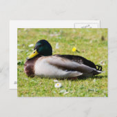 Mallard Drake Briefkaart (Voorkant / Achterkant)