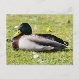Mallard Drake Briefkaart