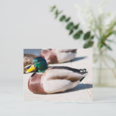 Mallard Drake Briefkaart (Staand voorkant)