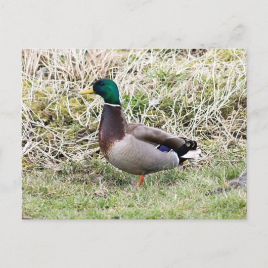 Mallard Drake Briefkaart (Voorkant)