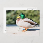 Mallard Drake Briefkaart (Voorkant / Achterkant)
