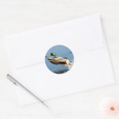 Mallard Drake Duck Ronde Sticker (Envelop)