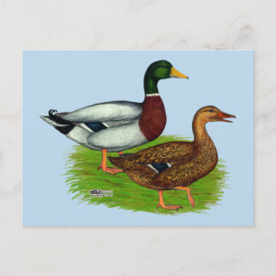 Mallard Drake en Duck Briefkaart