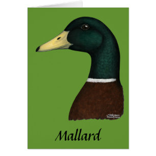 Mallard Drake Head