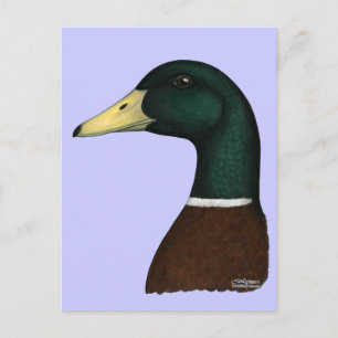 Mallard Drake Head Briefkaart